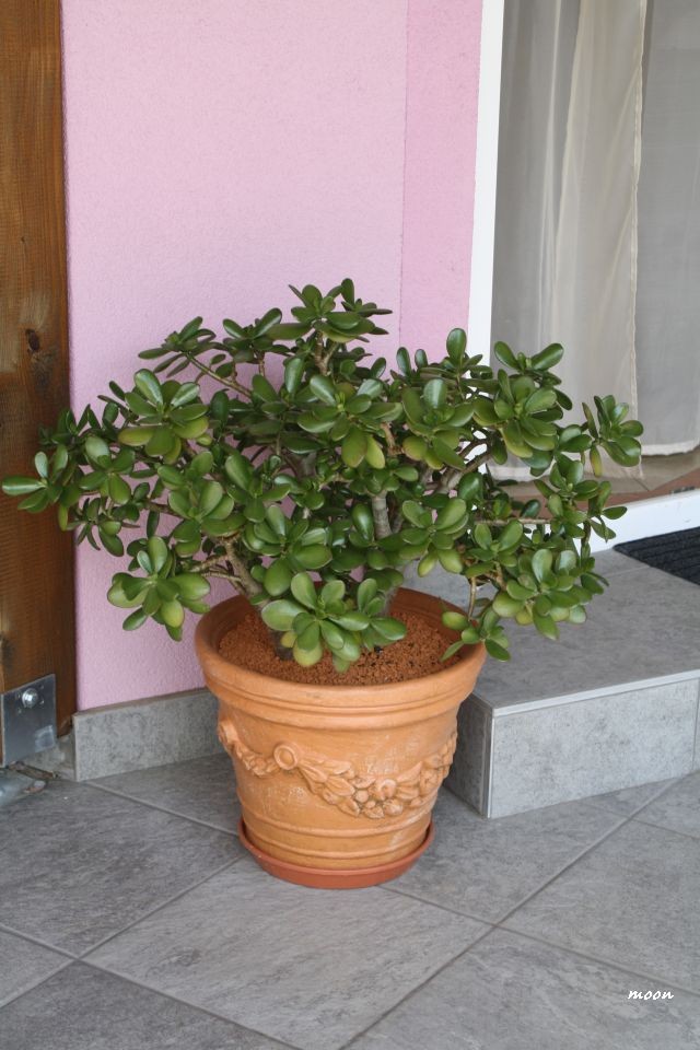 krasula